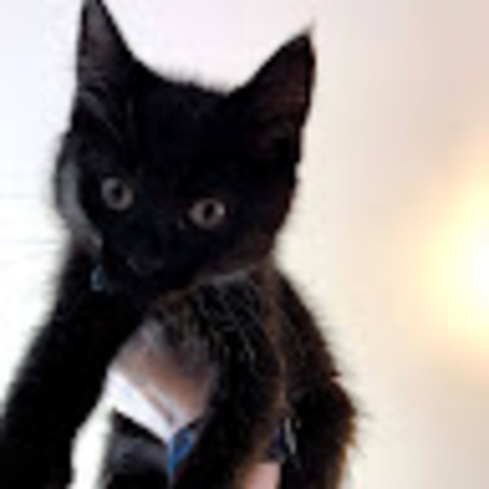 Meet your Posher, Sophie